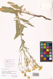 Свербига восточная L., Восточная Европа, Центральный район (E4) (Россия)