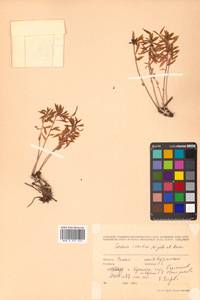 Родиола Исиды (Miyabe & Kudô) H. Hara, Сибирь, Дальний Восток (S6) (Россия)