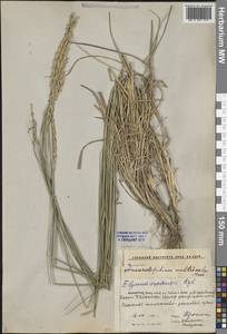 Волоснец многостебельный (Kar. & Kir.) Tzvelev, Средняя Азия и Казахстан, Прикаспийский Устюрт и Северное Приаралье (M8) (Казахстан)