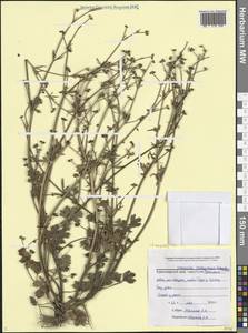 Лютик окаймленный d'Urv., Кавказ, Черноморское побережье (от Новороссийска до Адлера) (K3) (Россия)