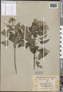 Клен Семенова (Regel & Herder) A.E.Murray, Средняя Азия и Казахстан, Западный Тянь-Шань и Каратау (M3) (Киргизия)