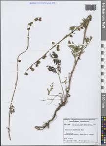 Artemisia laciniata subsp. laciniata, Сибирь, Центральная Сибирь (S3) (Россия)