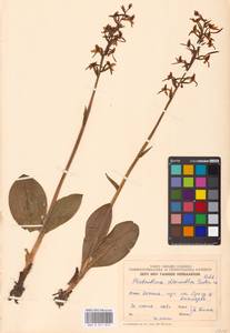 Любка зеленоцветковая (Custer) Rchb., Восточная Европа, Эстония (E2c) (Эстония)