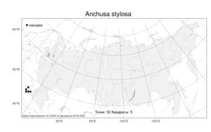 Anchusa stylosa, Воловик длинностолбиковый M. Bieb., Атлас флоры России (FLORUS) (Россия)