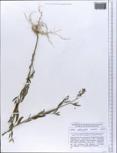Лебеда продолговатолистная Waldst. & Kit., Восточная Европа, Средневолжский район (E8) (Россия)