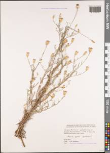 Сухоцвет цилиндрический Sm., Кавказ, Грузия (K4) (Грузия)