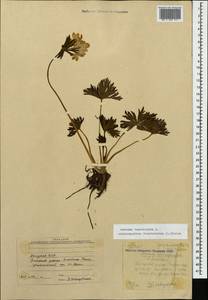 Anemonastrum narcissiflorum subsp. fasciculatum (L.) Raus, Кавказ, Абхазия (K4a) (Абхазия)