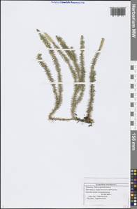 Spinulum annotinum subsp. annotinum, Восточная Европа, Средневолжский район (E8) (Россия)