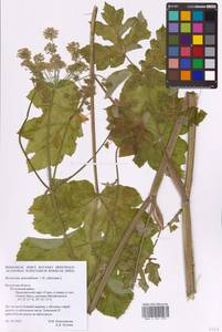 Heracleum sibiricum × sphondylium, Восточная Европа, Центральный район (E4) (Россия)