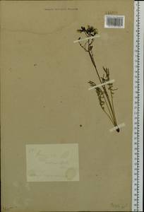 Crepidiastrum tenuifolium (Willd.) Sennikov, Сибирь, Прибайкалье и Забайкалье (S4) (Россия)