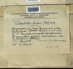 Odontoschisma fluitans (Nees) L. Söderstr. & Váňa, Гербарий мохообразных, Мхи - Центральное Нечерноземье (B6) (Россия)