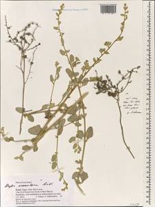 Atriplex nummularia Lindl., Зарубежная Азия (ASIA) (Израиль)