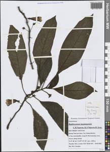 Raphiocarpus taygiangensis C. H. Nguyen, K. S. Nguyen & Aver., Зарубежная Азия (ASIA) (Вьетнам)