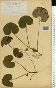 Копытень европейский L., Восточная Европа, Центральный лесостепной район (E6) (Россия)