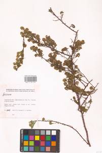 Спирея, Восточная Европа, Нижневолжский район (E9) (Россия)