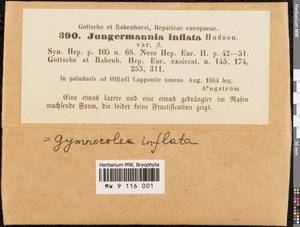 Gymnocolea inflata (Huds.) Dumort., Гербарий мохообразных, Мхи - Западная Европа (BEu) (Швеция)