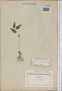 Endodeca serpentaria (L.) Raf., Америка (AMER) (США)