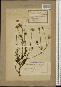 Скерда маколистная (M.Bieb.) Čelak., Кавказ, Грузия (K4) (Грузия)