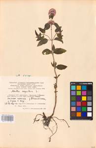 MHA 0 157 894, Мята водяная L., Восточная Европа, Литва (E2a) (Литва)