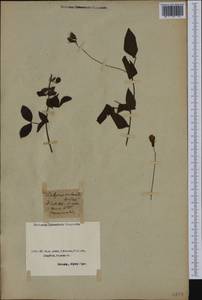 Чина круглолистная Willd., Зарубежная Азия (ASIA) (Турция)