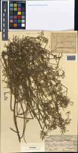 Chondrilla cyanorostris, Средняя Азия и Казахстан, Муюнкумы, Прибалхашье и Бетпак-Дала (M9) (Казахстан)