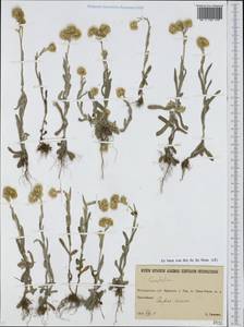 Helichrysum luteoalbum (L.) Rchb., Восточная Европа, Северо-Украинский район (E11) (Украина)