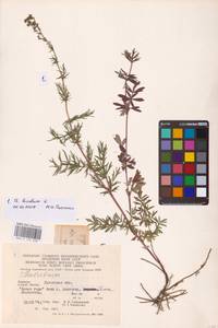 Василисник светлый, Василисник блестящий L., Восточная Европа, Западно-Украинский район (E13) (Украина)