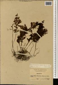 Hymenophyllum badium Hook. & Grev., Зарубежная Азия (ASIA) (КНР)
