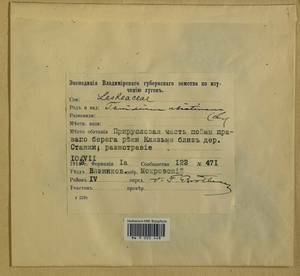 Abietinella abietina (Hedw.) M. Fleisch., Гербарий мохообразных, Мхи - Центральное Нечерноземье (B6) (Россия)