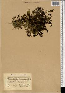 Hymenophyllum tunbrigense (L.) Sm., Кавказ, Грузия (K4) (Грузия)