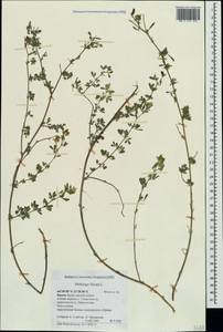 Люцерна серповидная L., Крым (KRYM) (Россия)