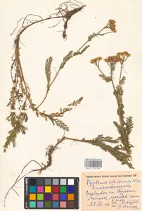 Пижма одесская (Klokov) Tzvelev, Восточная Европа, Южно-Украинский район (E12) (Украина)