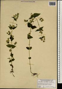 Swertia cordata (Wall. ex G. Don) C. B. Cl., Зарубежная Азия (ASIA) (Индия)