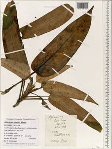 Aglaonema simplex (Blume) Blume, Зарубежная Азия (ASIA) (Вьетнам)