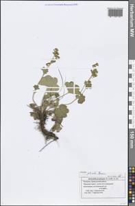 Манжетка складчатая Buser, Восточная Европа, Средневолжский район (E8) (Россия)