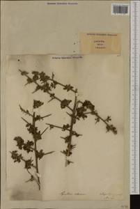 Cytisus villosus Pourr., Западная Европа (EUR) (Италия)