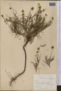 Helenium amarum (Raf.) H. Rock, Америка (AMER) (Куба)