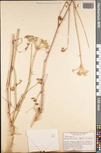 Семеновия заилийская Regel & Herder, Средняя Азия и Казахстан, Северный и Центральный Тянь-Шань (M4) (Киргизия)