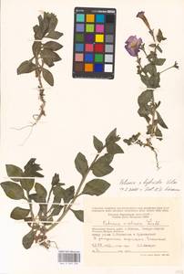 Petunia ×atkinsiana D. Don ex Loudon, Восточная Европа, Московская область и Москва (E4a) (Россия)