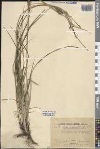 Осока черноколосая M.Bieb. ex Willd., Восточная Европа, Нижневолжский район (E9) (Россия)