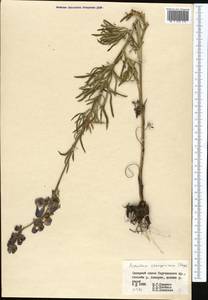 Aconitum soongoricum Stapf, Средняя Азия и Казахстан, Северный и Центральный Тянь-Шань (M4) (Киргизия)