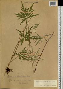 Борец вьющийся Pall., Сибирь, Алтай и Саяны (S2) (Россия)