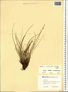 Carex deasyi (C.B.Clarke) O.Yano & S.R.Zhang, Кавказ, Дагестан (K2) (Россия)