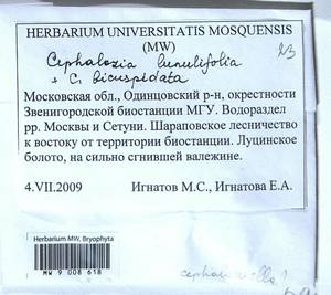 Fuscocephaloziopsis lunulifolia (Dumort.) Váňa & L. Söderstr., Гербарий мохообразных, Мхи - Москва и Московская область (B6a) (Россия)