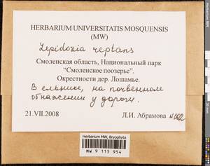Lepidozia reptans (L.) Dumort., Гербарий мохообразных, Мхи - Центральное Нечерноземье (B6) (Россия)