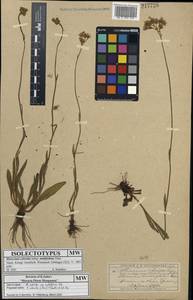 Pilosella echioides subsp. echioides, Восточная Европа, Московская область и Москва (E4a) (Россия)