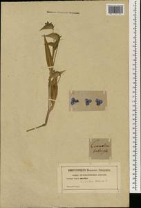 Коммелина клубненосная L., Зарубежная Азия (ASIA) (Неизвестно)