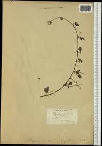 Rhynchosia minima (L.)DC., Австралия и Океания (AUSTR) (Французская Полинезия)