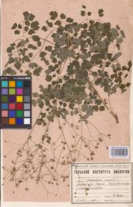 Bасилисник малый L., Восточная Европа, Восточный район (E10) (Россия)