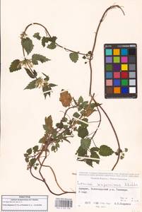 Яснотка белая, Глухая крапива, Кавказ, Грузия (K4) (Грузия)